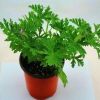 驅蚊草盆栽夏季具有驅蚊效果 室內庭院食蟲草驅蚊草盆栽大苗