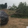 10公分白蠟 15cm白蠟 白蠟15公分 白蠟13cm大量出貨中