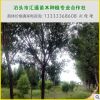 直銷旱柳苗 綠化柳樹苗 占地柳樹苗