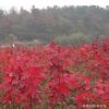 直銷美國(guó)紅楓小苗 美國(guó)紅楓秋火焰小苗 北美紅楓 加拿大紅楓