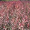 日本紅楓苗批發(fā) 園林工程綠化苗木 紅楓嫁接樹苗 喬木 紅楓小苗
