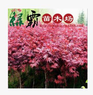 基地直銷 優(yōu)質(zhì)紅楓綠化苗木紅楓小苗本紅楓 規(guī)格齊全 量大優(yōu)惠