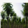 基地直銷優質香花槐 綠化景觀苗木 香花槐小苗批發 規格齊全
