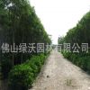 綠沃園林基地--大量供應米徑4-5公分優質移栽黃槐，地苗黃槐