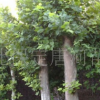 賣速生法桐苗