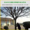 19-25公分的特級 一級【國槐】