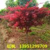 基地直銷 美國(guó)紅楓樹苗 日本紅楓樹苗小苗 綠化工程樹 紅楓樹苗