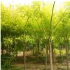 工程綠化用金枝槐 行道風景綠化槐樹供應