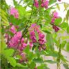 熱銷香花槐 槐樹 原生嫁接綠化采摘 露地栽培槐樹