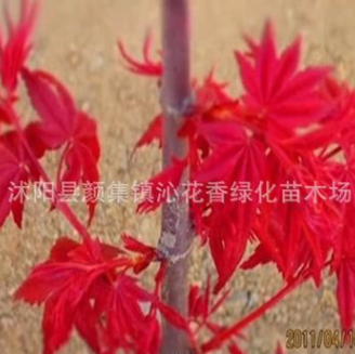 日本紅楓苗批發(fā) 園林綠化苗木 紅楓小苗 觀葉類 移植 樹苗基地