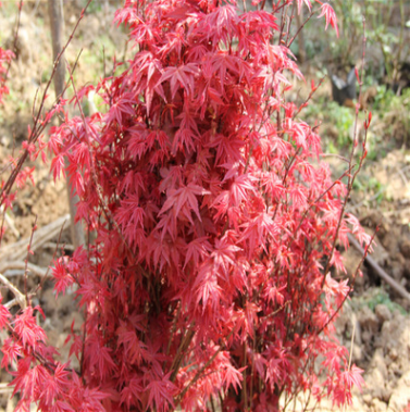 日本紅楓苗批發(fā) 園林綠化苗木 紅楓小苗 觀葉類 移植 樹苗基地