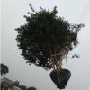 5-8米的叢生國槐 5個枝條以上的大量發貨中