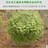 供應五角楓球成活率高 帶土球五角楓球