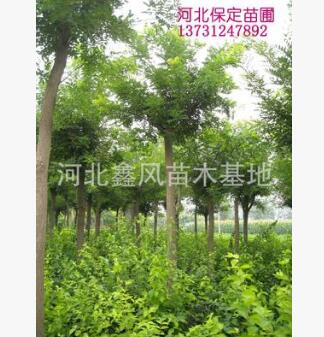國槐河北國槐定干移植國槐8--20公分國槐