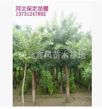 誠信供應商國槐價格國槐基地質優價廉