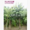 誠信供應(yīng)商國槐價格國槐基地質(zhì)優(yōu)價廉