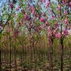 河北鑫風苗圃低價銷售國槐、香花槐、欒樹、法桐、火炬樹