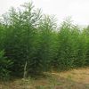 國槐河北國槐保定國槐定干移植國槐