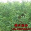 國(guó)槐樹苗銷售 根系發(fā)達(dá) 國(guó)槐小苗 速生國(guó)槐苗批發(fā)