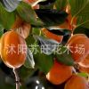 供應(yīng)嫁接苗柿子樹苗 柿樹苗南方果樹樹苗直接食用當(dāng)年結(jié)果價(jià)格低