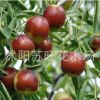 直銷棗樹苗 紅棗樹苗 嫁接果樹苗 掛果多 苗圃苗