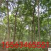 濟(jì)寧雅綠基地直銷速生國槐樹苗 國槐小苗 槐樹苗 國槐苗批發(fā)