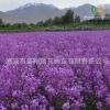 供應(yīng)花卉 藍(lán)香芥 歐亞香花芥 新品上市