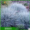 廠家直銷 進口藍羊毛 種子批發 藍羊毛 銀羊茅 藍翔園藝品牌