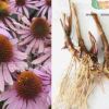 廠家直銷 松果菊種球 紫松果菊 球根花卉批發 球根上線