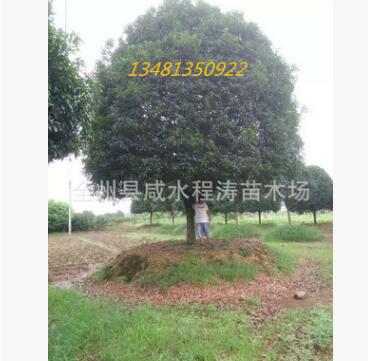 供應(yīng)桂花樹10-55公分 桂林桂花樹 廣西桂花樹 大桂花樹 優(yōu)質(zhì)