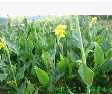 供應綠化苗木 蔥蘭、美人蕉、各種月季