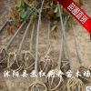 廣玉蘭樹苗直銷 綠化苗木 可專車發貨 根系發達 規格齊全
