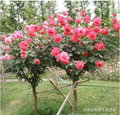 庭院園林觀賞月季花 樹(shù)狀月季 高桿月季單桿月季 當(dāng)年開(kāi)花