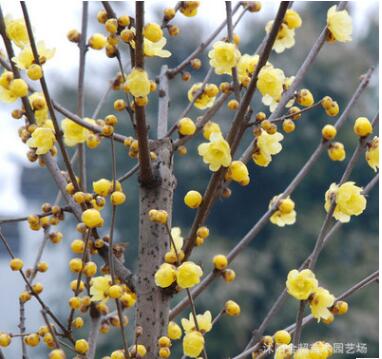 基地直銷工程綠化苗木 臘梅樹(shù)苗 規(guī)格全 庭院觀花耐寒臘梅苗