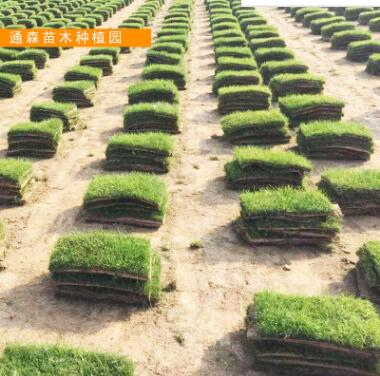 供應(yīng)綠化草坪 耐踐踏耐寒耐旱百慕大草坪 四季常青綠化草皮