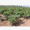 華興苗木場(chǎng)供應(yīng)紅油香椿1.2公分、1.5公分、2公分香椿 香椿價(jià)格