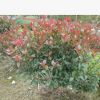供應(yīng)3公分桂花小苗，八月桂花，桂花樹，金桂，八月桂花