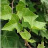 基地直銷 優(yōu)質(zhì)藤本植物 常青藤苗 常春藤苗 常綠植物