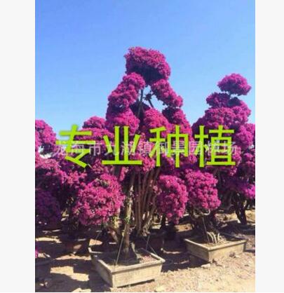 福建造型三角梅樁頭 福建造型三角梅樁景 福建三角梅樹樁報價