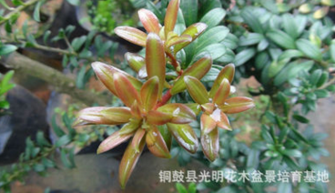 紅芽珍珠羅漢松苗，紅芽珍珠羅漢松實生苗，紅芽珍珠羅漢松原生苗