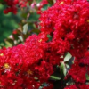 四川省火紅紫薇苗，火赤薇苗，花色紅艷的觀花品種紫薇苗