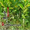 果樹苗果苗嫁接苗當年結果四季香水檸檬 香水檸檬苗植物可盆栽