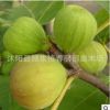 金傲芬無花果苗 直銷 果樹苗 無花果樹苗 無花果小苗 當年結果
