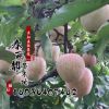 苗圃批發果樹苗蘋果苗 蘋果樹苗 盆栽地栽庭院 南方 北方種植