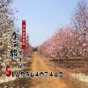 綠化苗木基地 直供工程綠化苗紫白玉蘭 花卉苗木 種類齊全