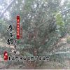 基地紫薇樹苗價格 綠化苗木工程 紫薇樹苗銷售 規格齊全