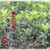 基地批發花卉盆栽 杜鵑花西洋杜鵑 四季開花帶根發貨 毛鵑