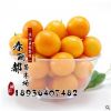 枇杷苗直銷 大五星枇杷樹苗 南方果樹苗 現貨 優質品種