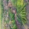低價(jià)供應(yīng)大龍柏條 龍柏球 綠化龍柏小苗 四季常青規(guī)格齊全