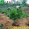 基地直銷 龍柏 龍柏小苗 龍柏樹(shù) 龍柏球 龍柏條 造型批發(fā)價(jià)格低